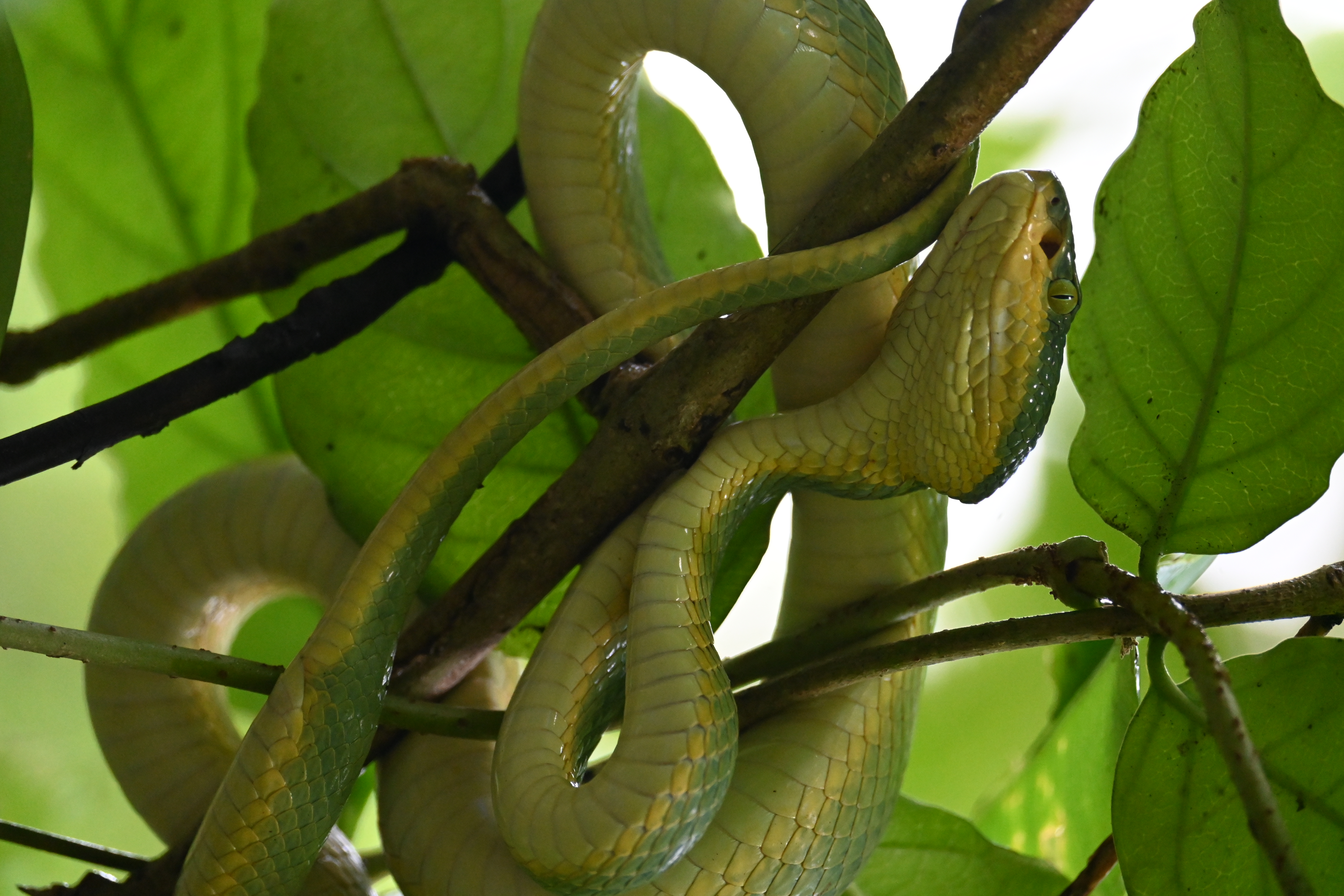 A close-up of a butterfly on a flower.